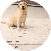 Следы животных